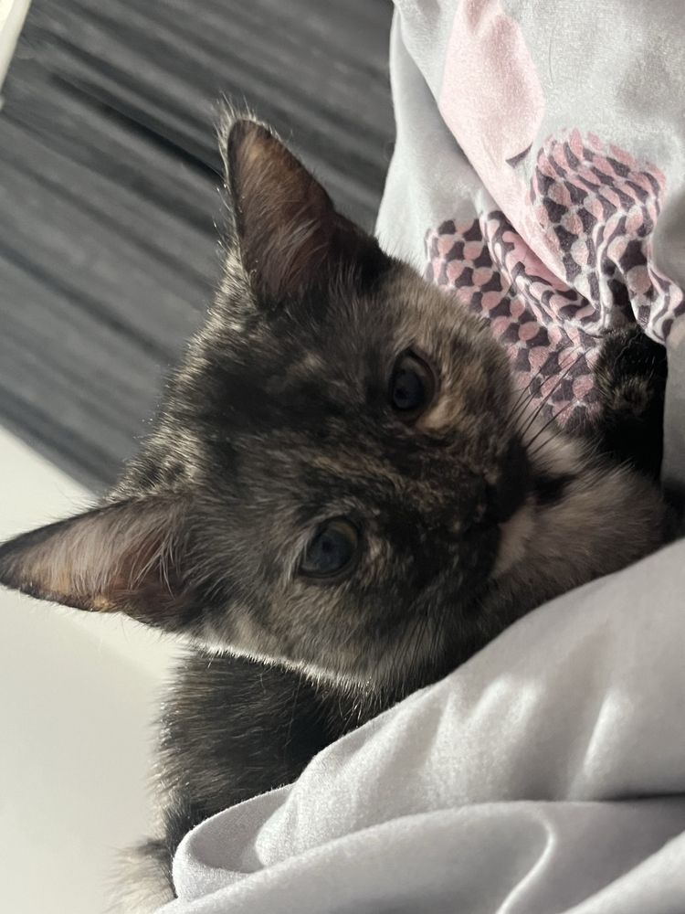Продам Котят  породистые шотланские