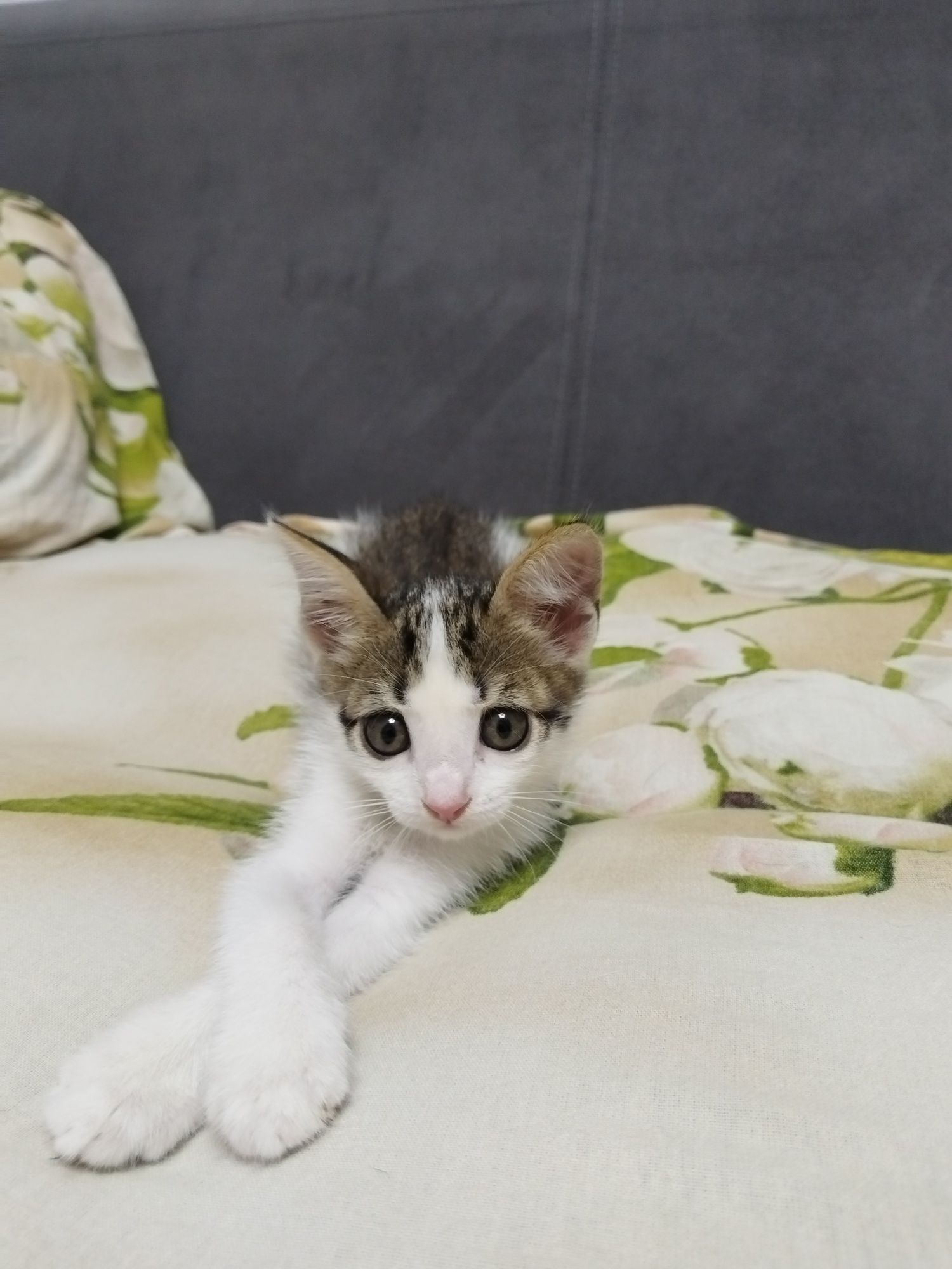 Отдам котёнка только в добрые руки