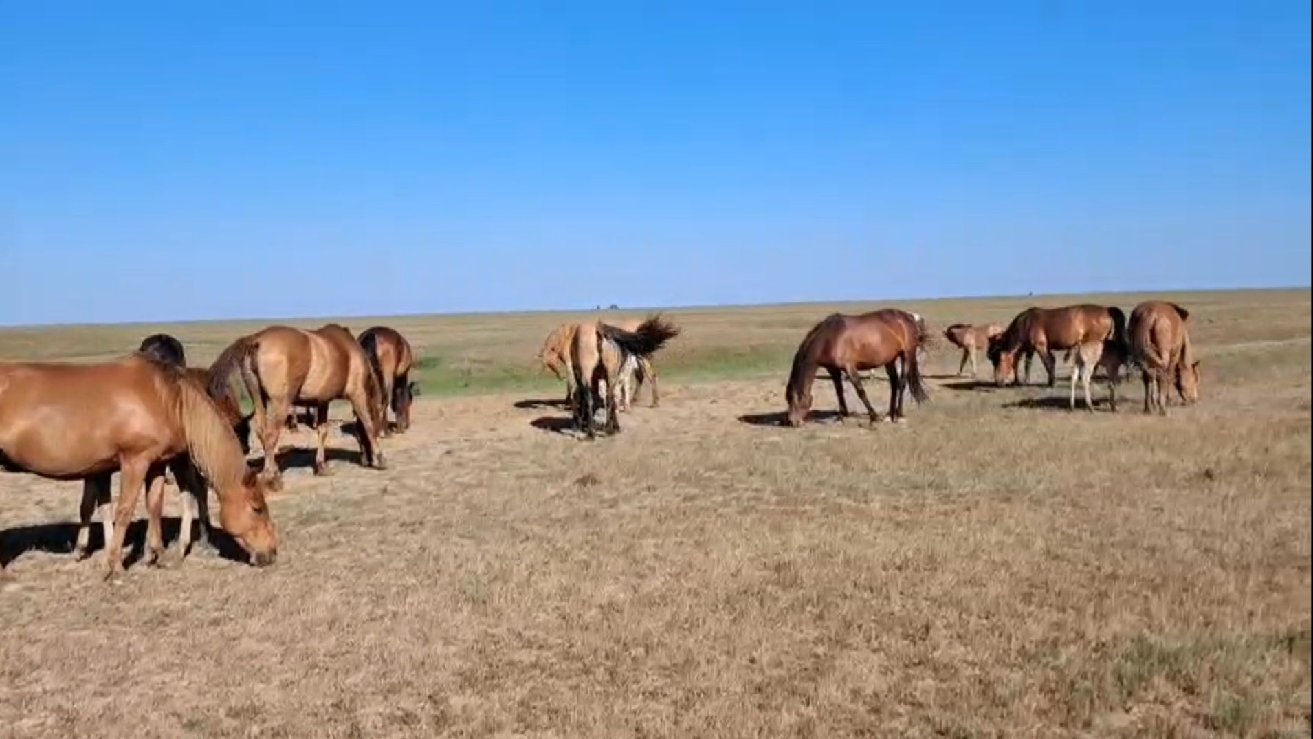 Жылқылар сатылады