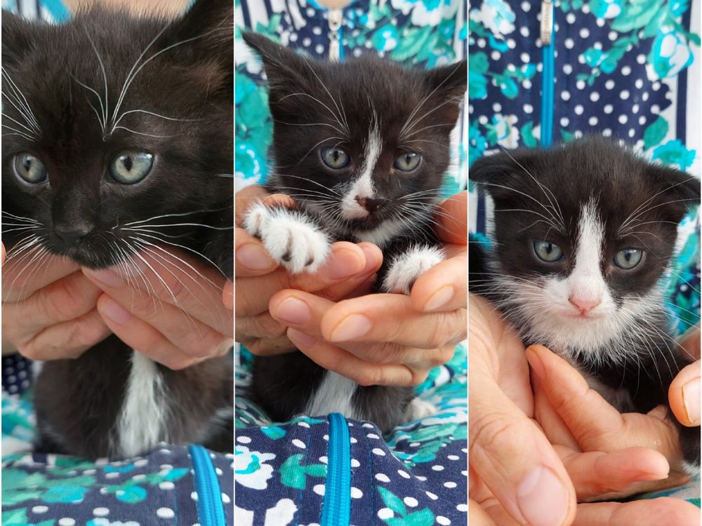 Отдам котят 2 месяца