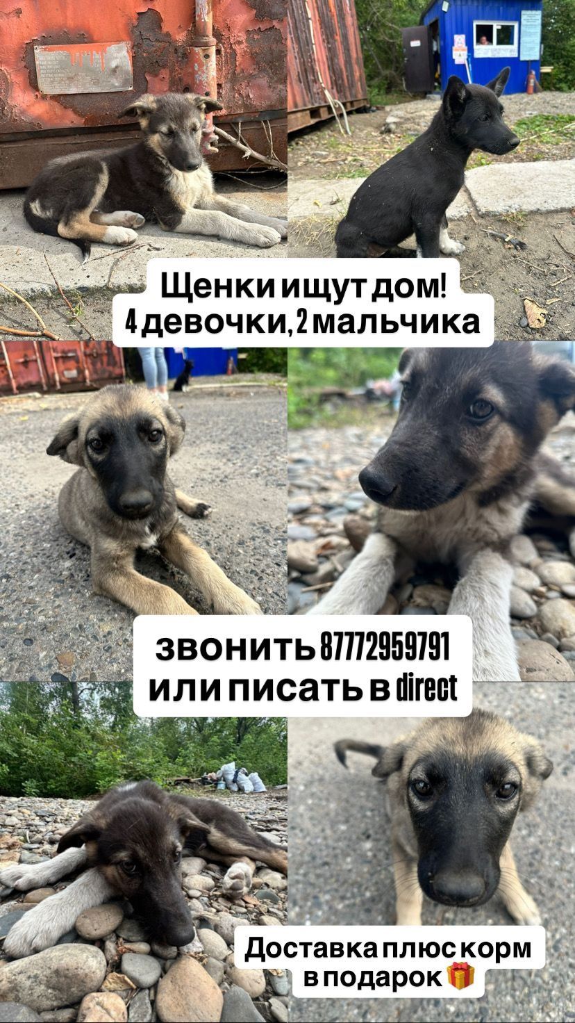 Поможем щенята ищут дом.
