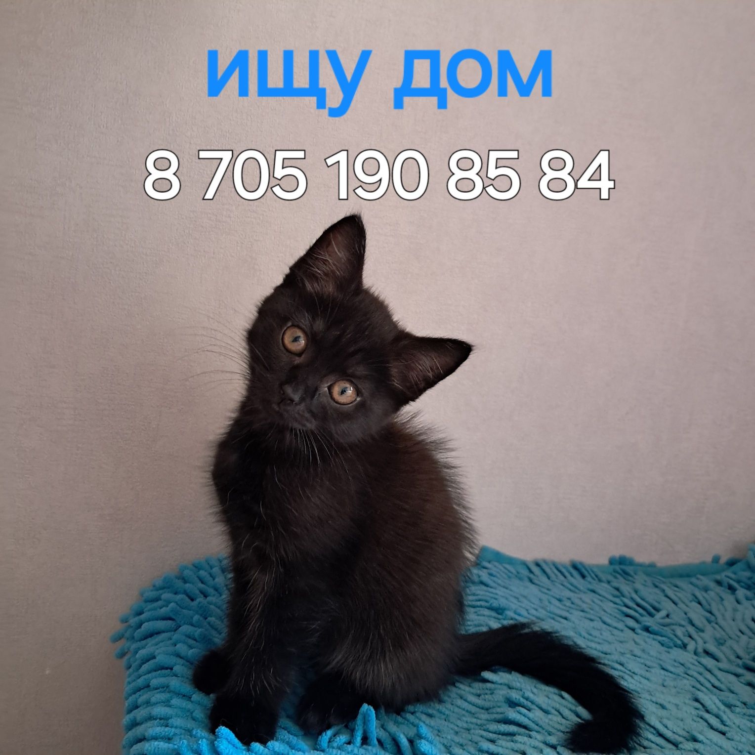 Отдам котёнка в добрые руки