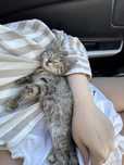 Отдам котенка в добрые руки, Шымкент