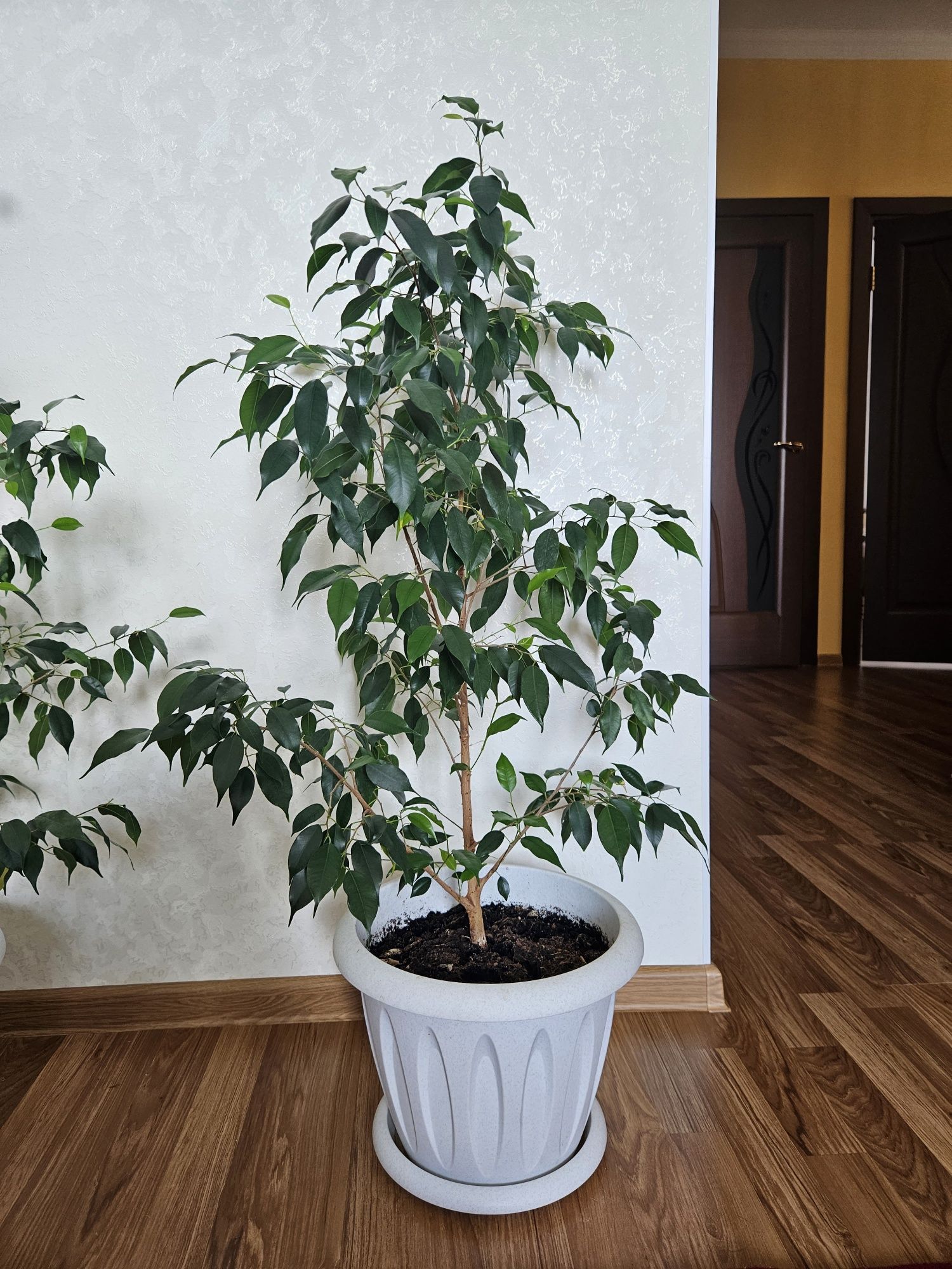 Фикусы по 8 тысяч