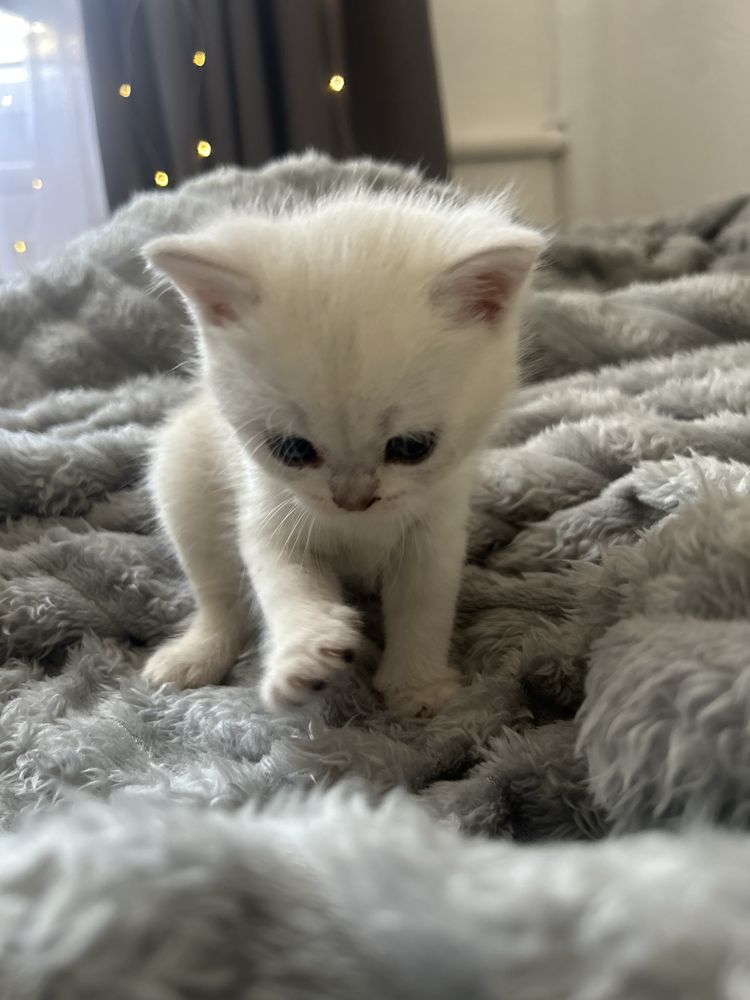 котята шотландской шиншилы