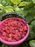 Продам малину домашнюю только собрали цена 3500