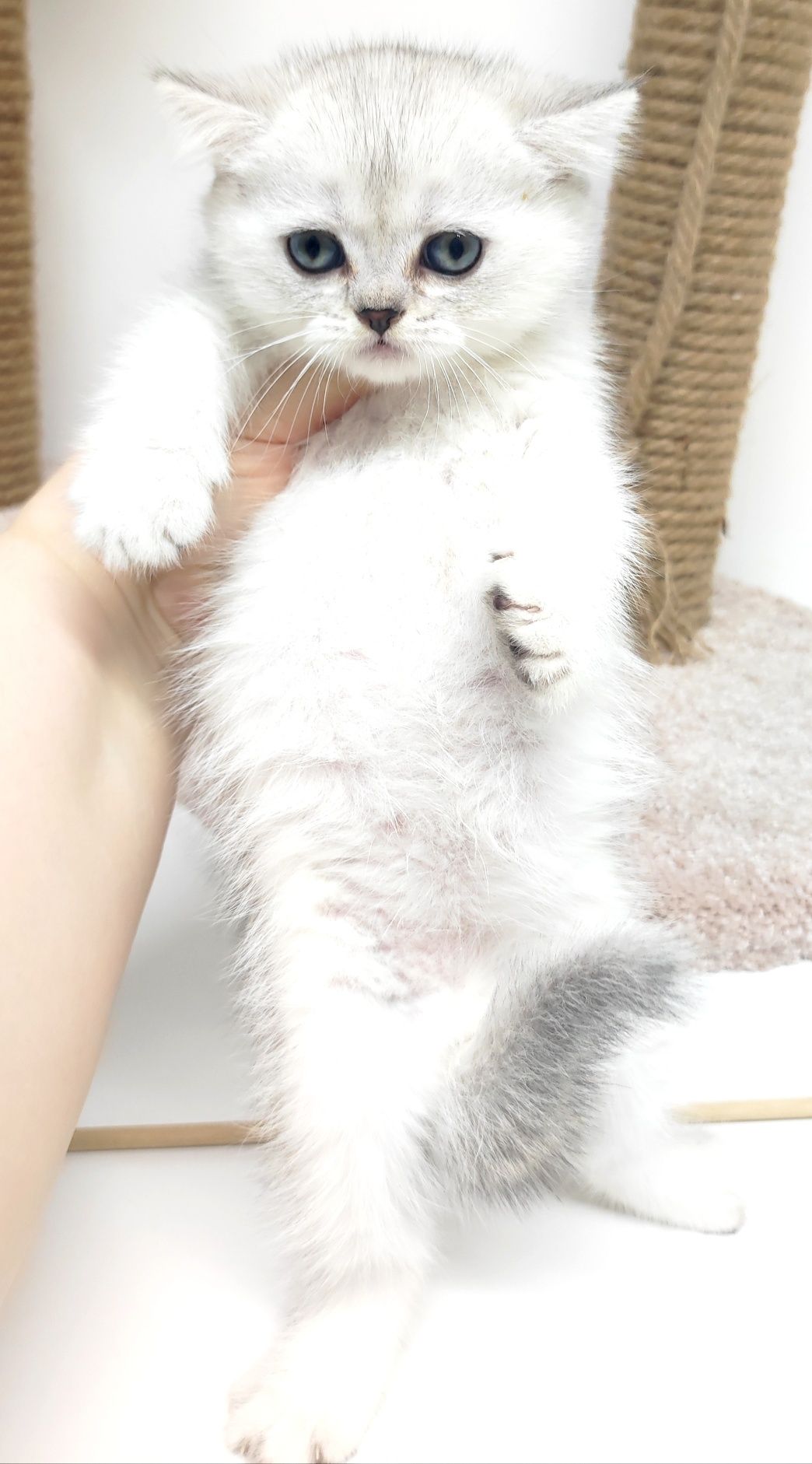 Кошечки  и котики британские