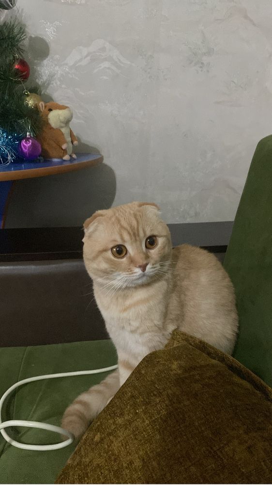 Вязка кота, скоттиш фолд