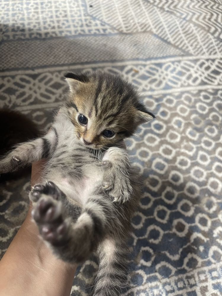 Котята девочки! Даром