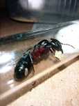 Муравьи Camponotus herculeanus