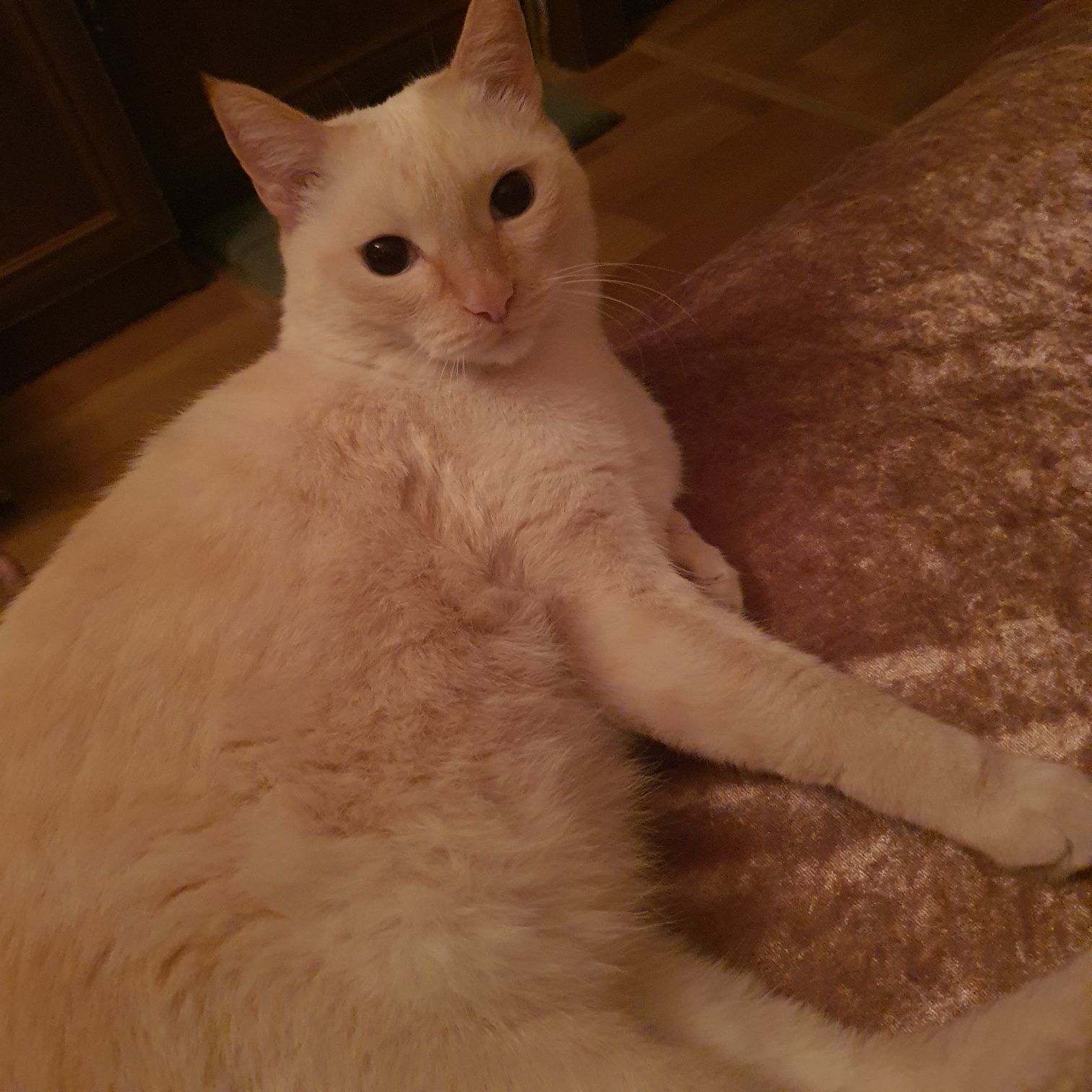 Кот Марик,взрослый,контактный