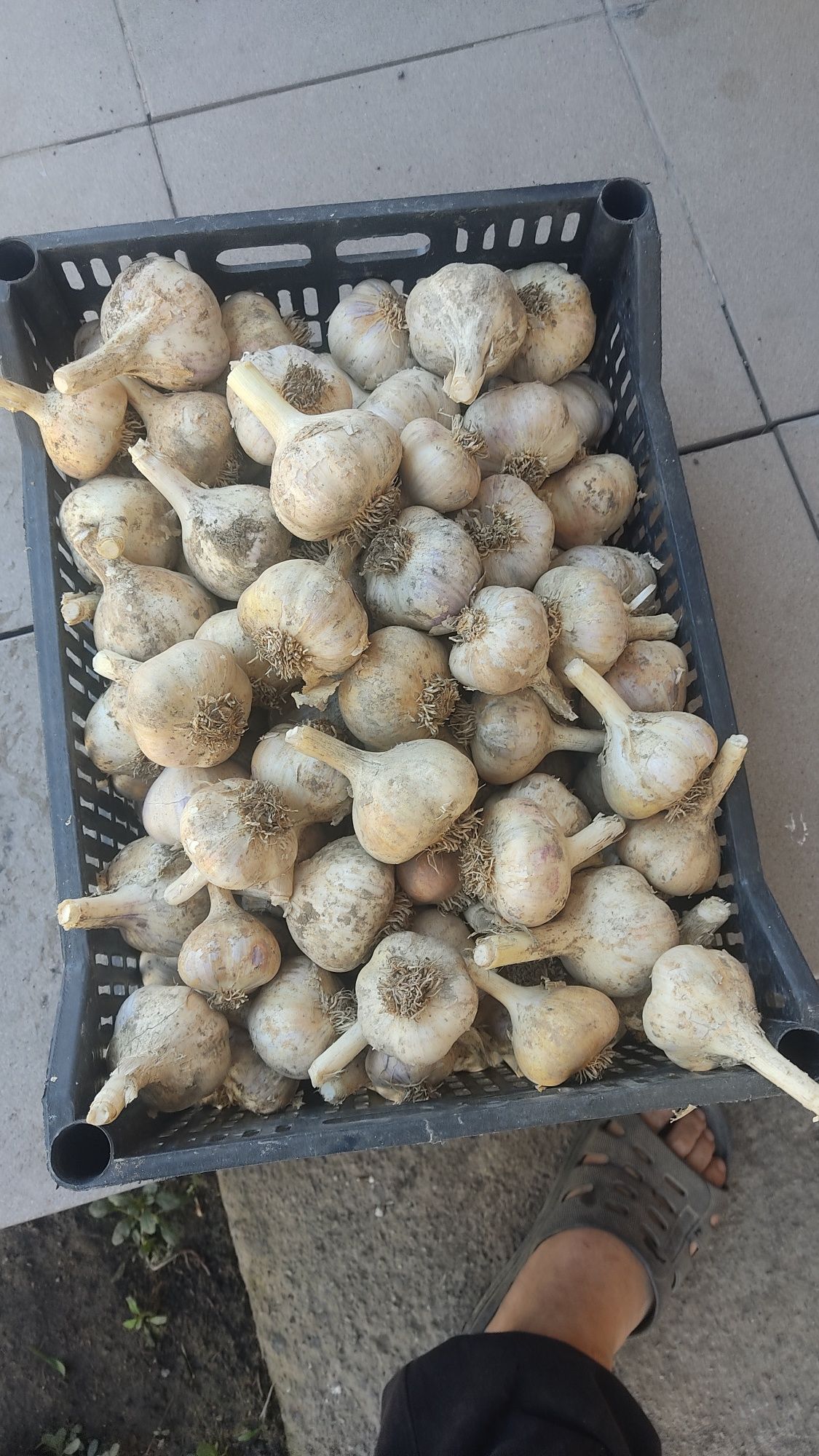 Чеснок оптом продам