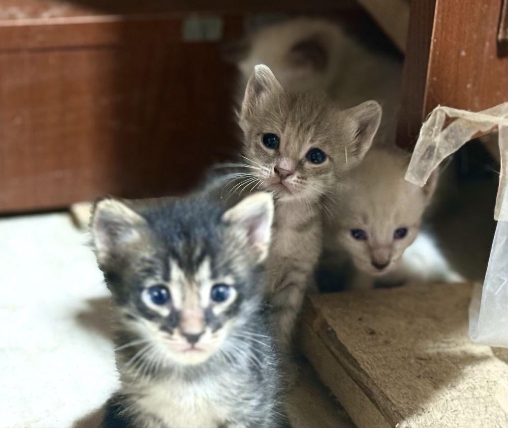 Котёнки бесплатно