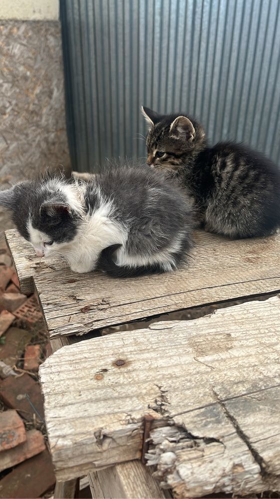 котята .помогите пристроить.