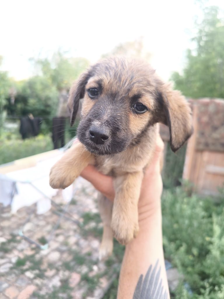 Дарю щенят в хорошие руки