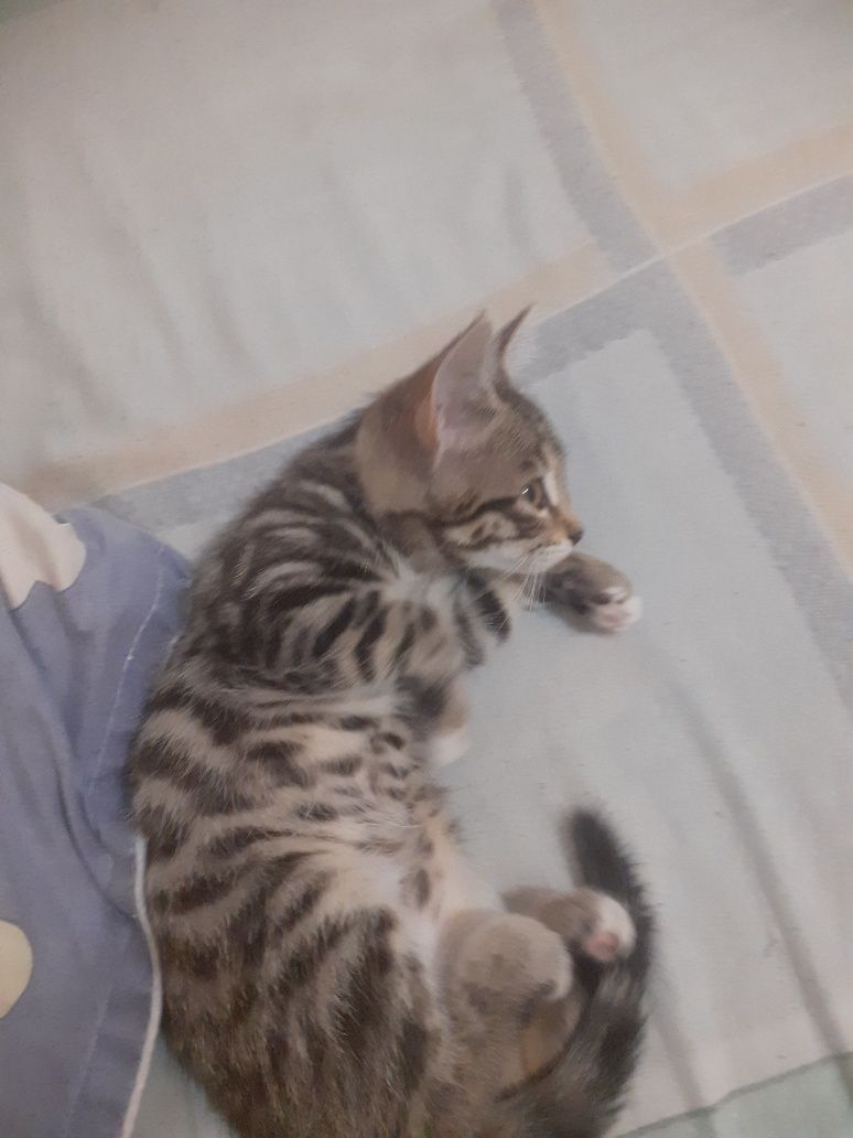 Котёнок-девочка 2 месяца Жазира