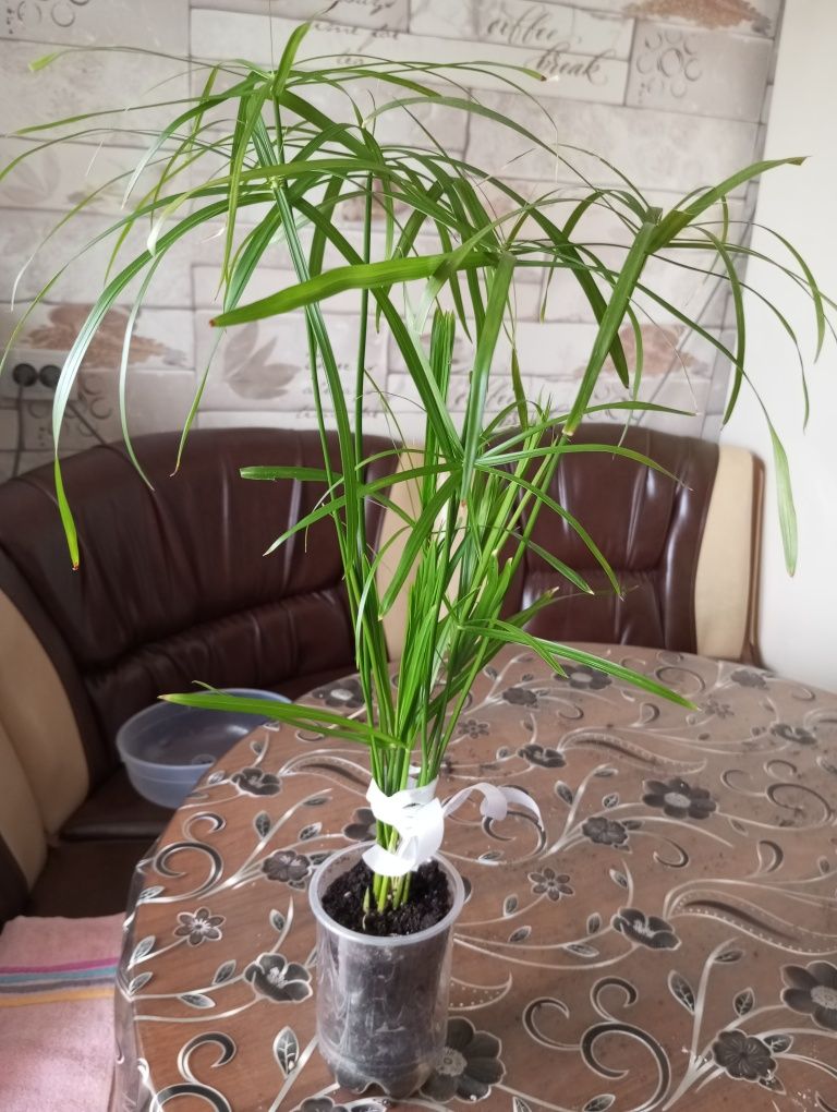 Продам продам продам