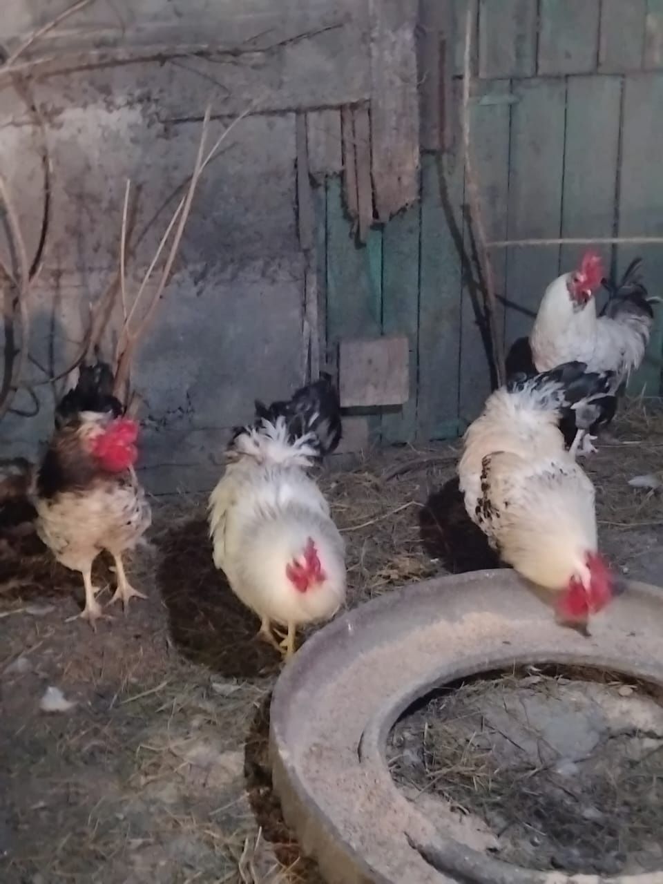 Продаются петухи