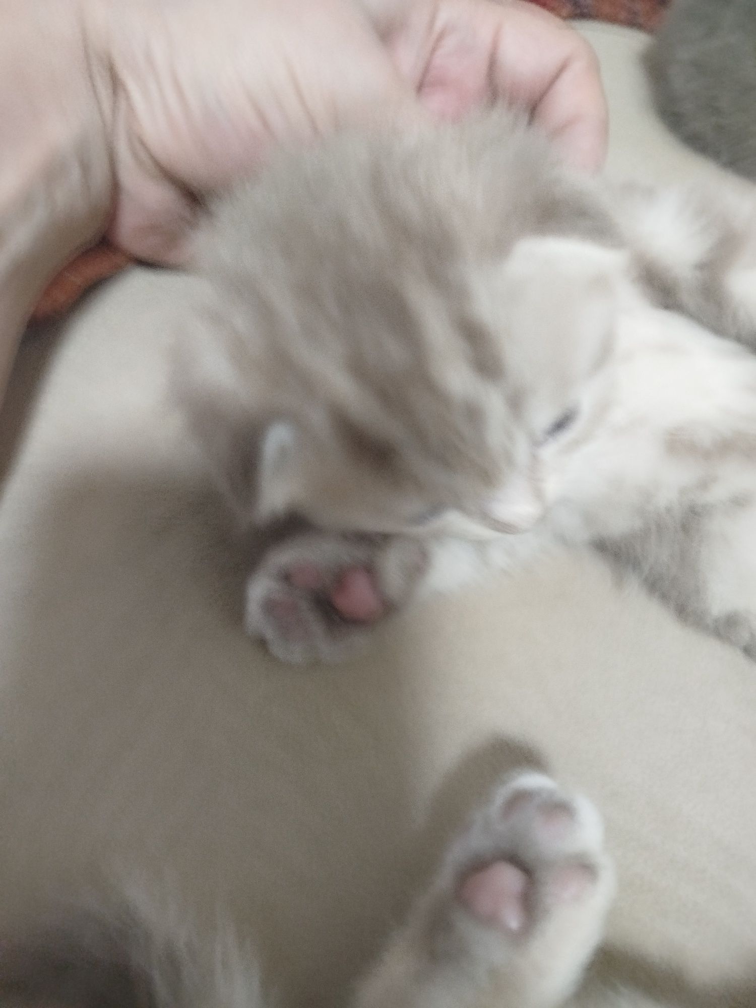 Котята чистокровные