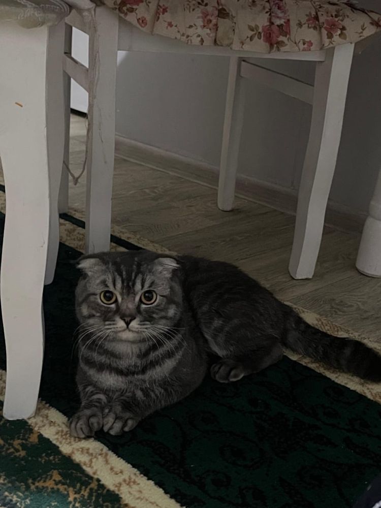 Шотландский кот срочно
