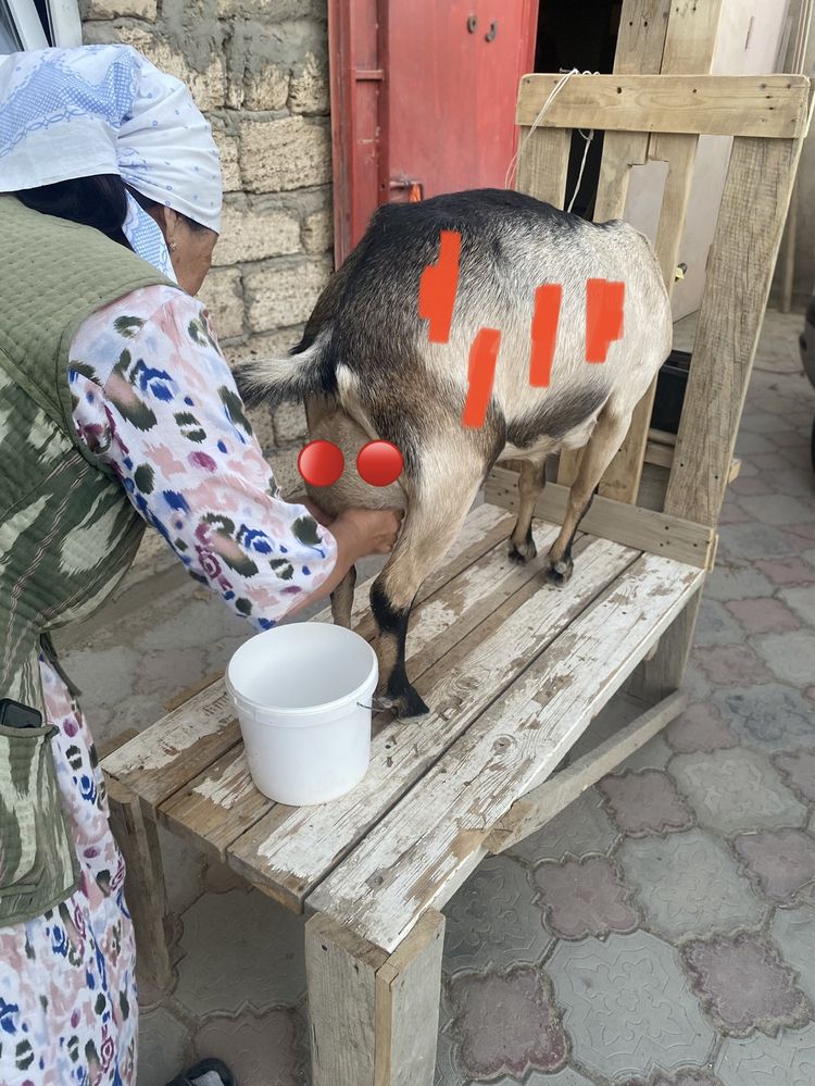 Альпий ешкінің сүті. Молоко Альпийской козы.