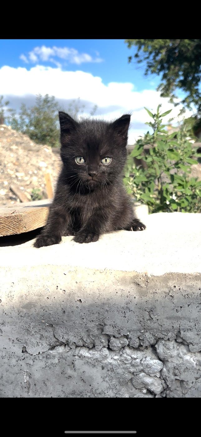 Одам котят в хорошие руки оба мальчика