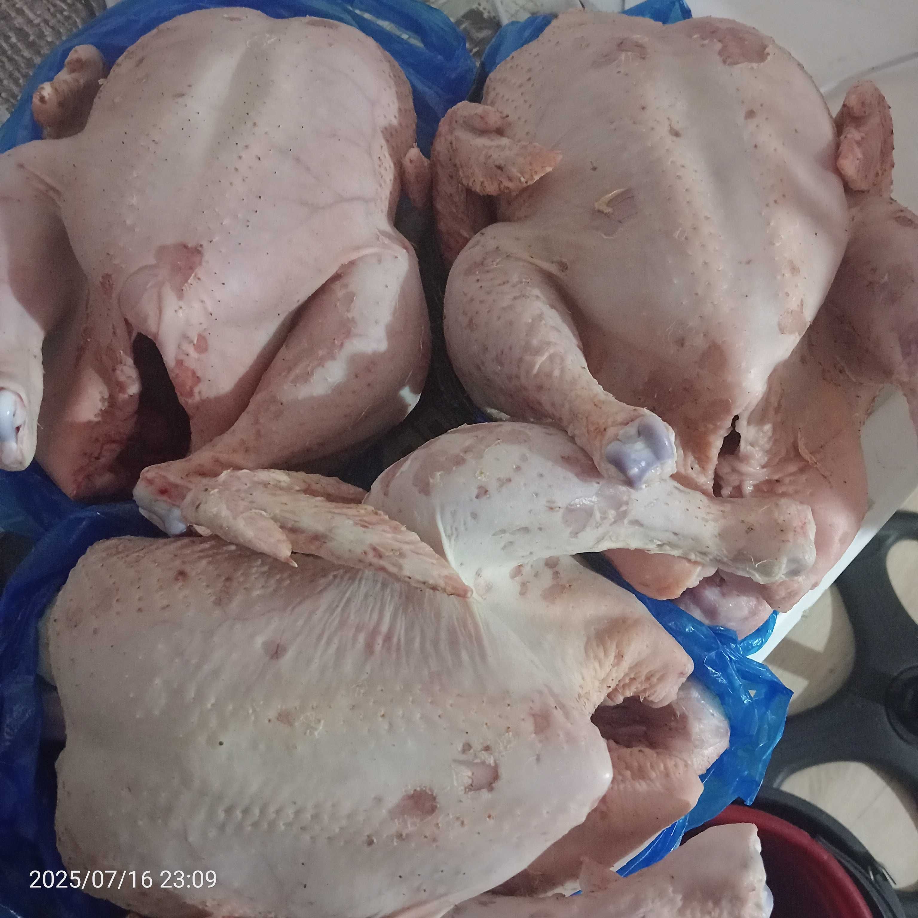 Продам домашних бролеров