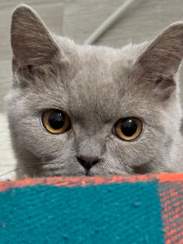 Кот-шотландец, год
