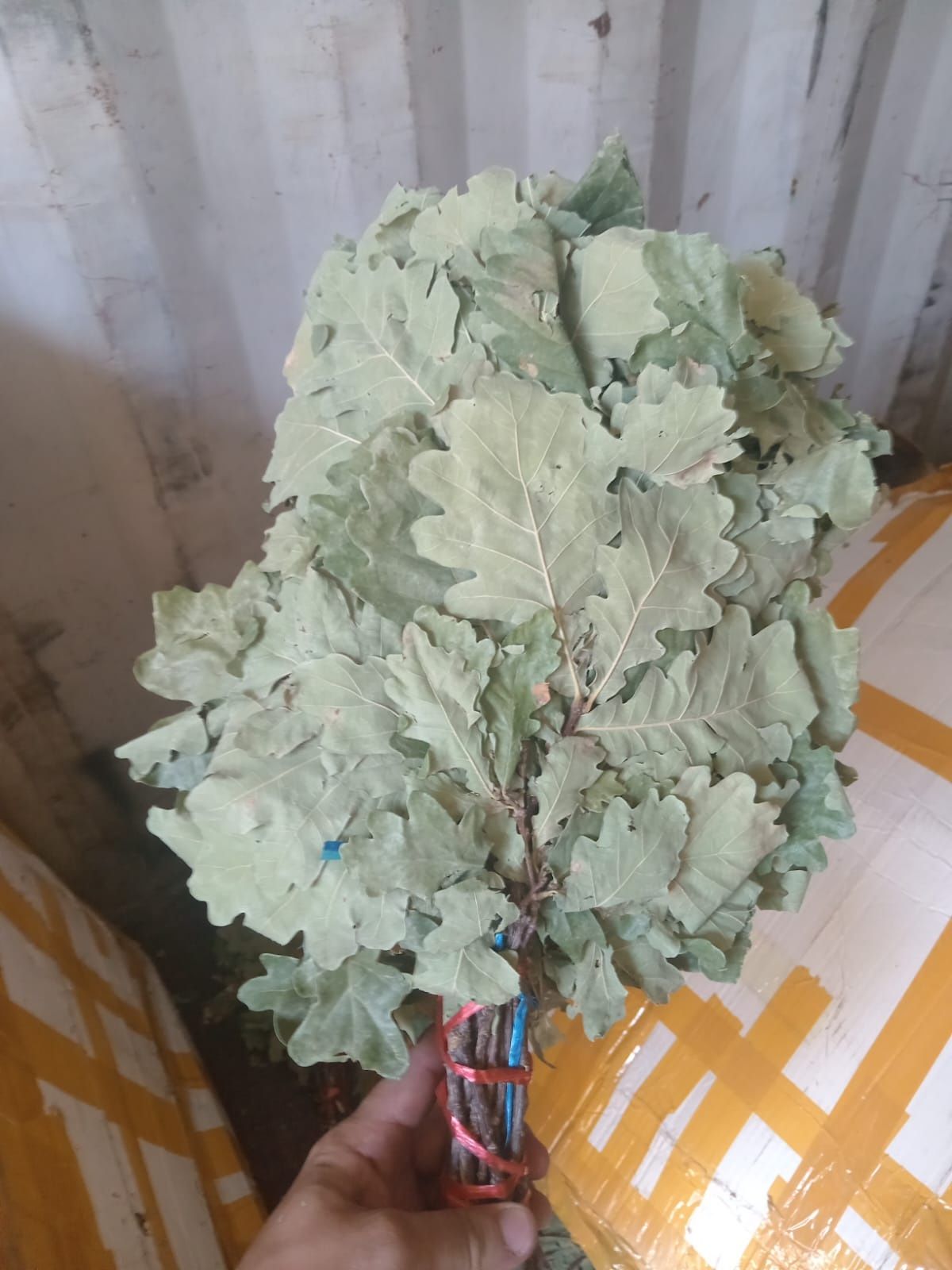 Дубовый веник стандарт