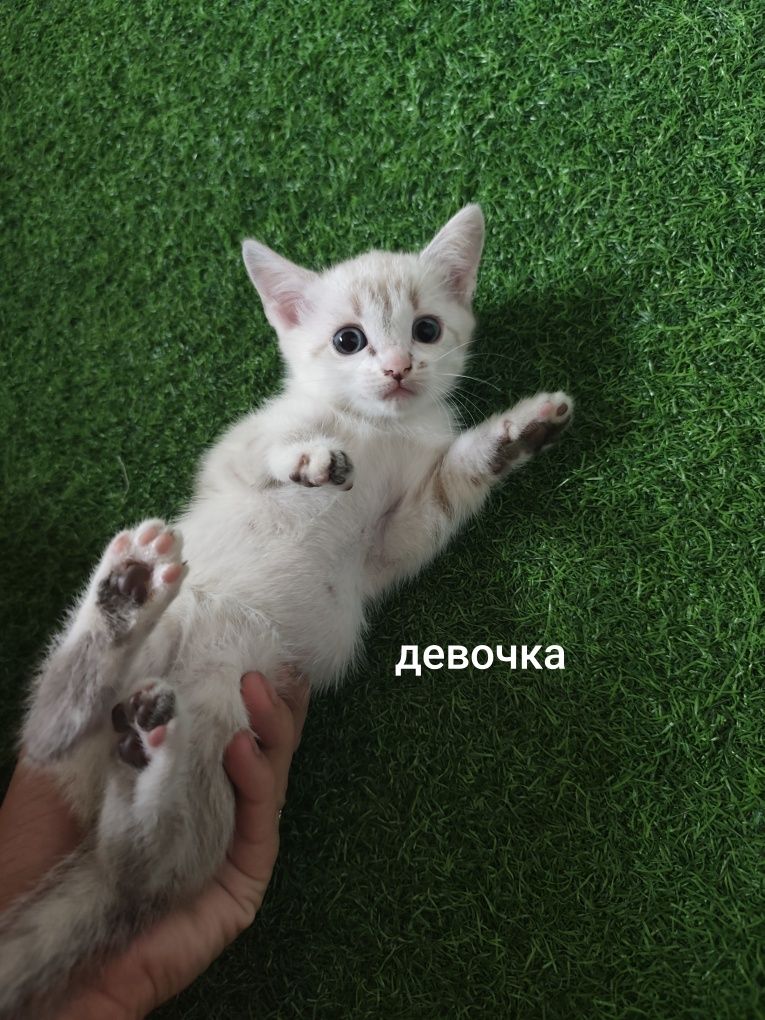 котятки ищут свой дом