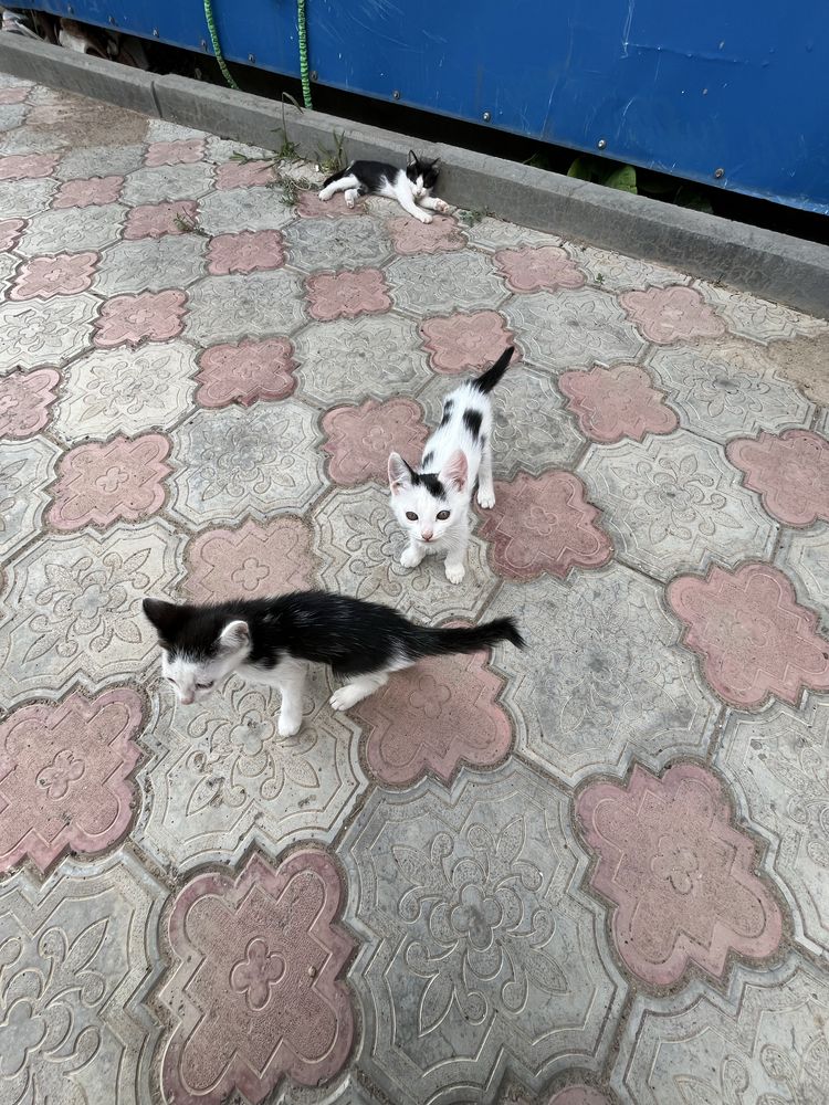 Отдам котят в добрые руки.