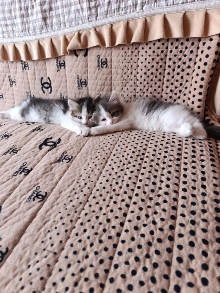 Котята  в добрые руки