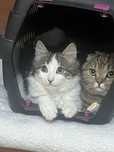 Передержка возьму кошку/кота/котят на любой срок