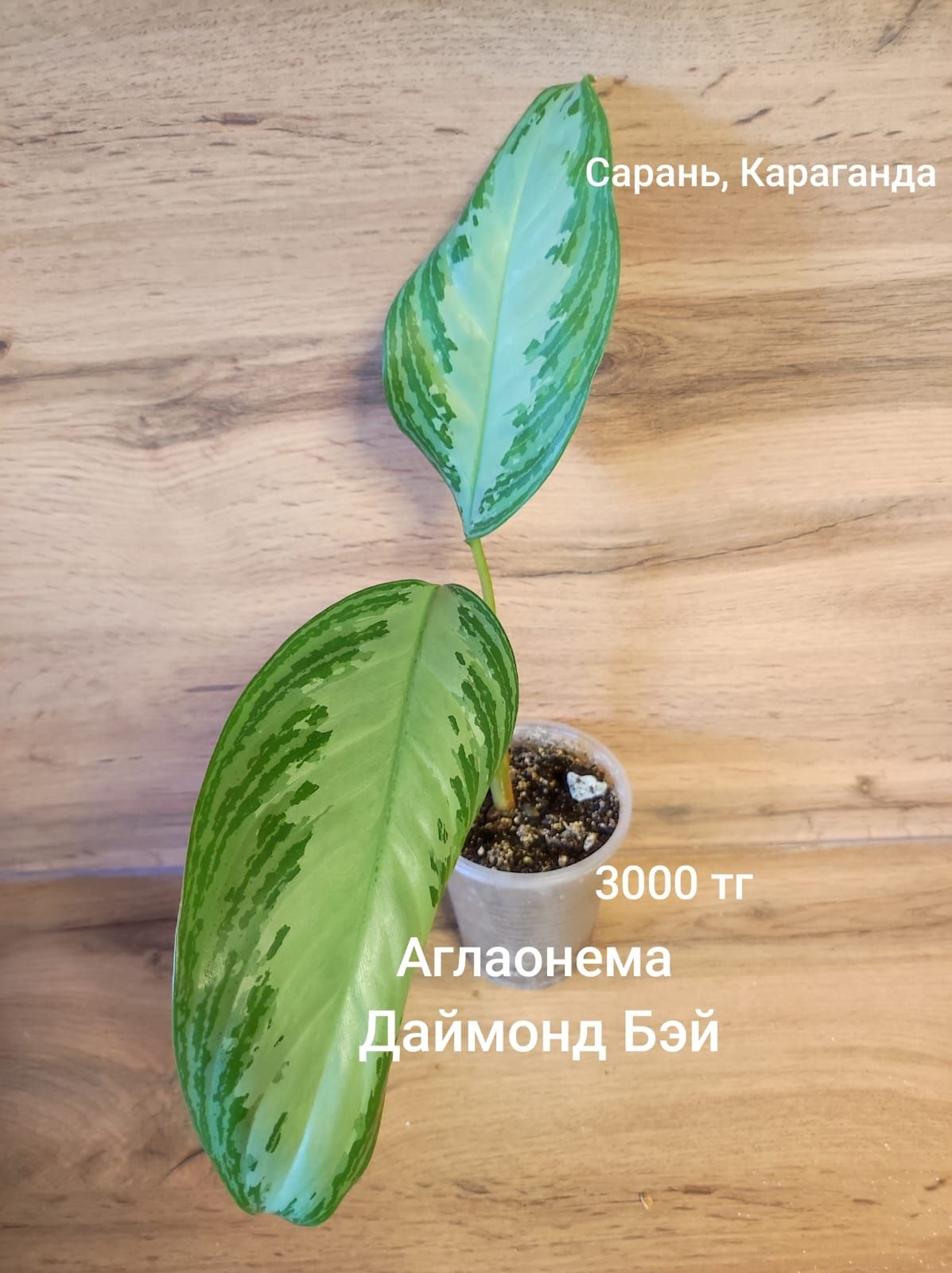 Аглаонема аглаонема