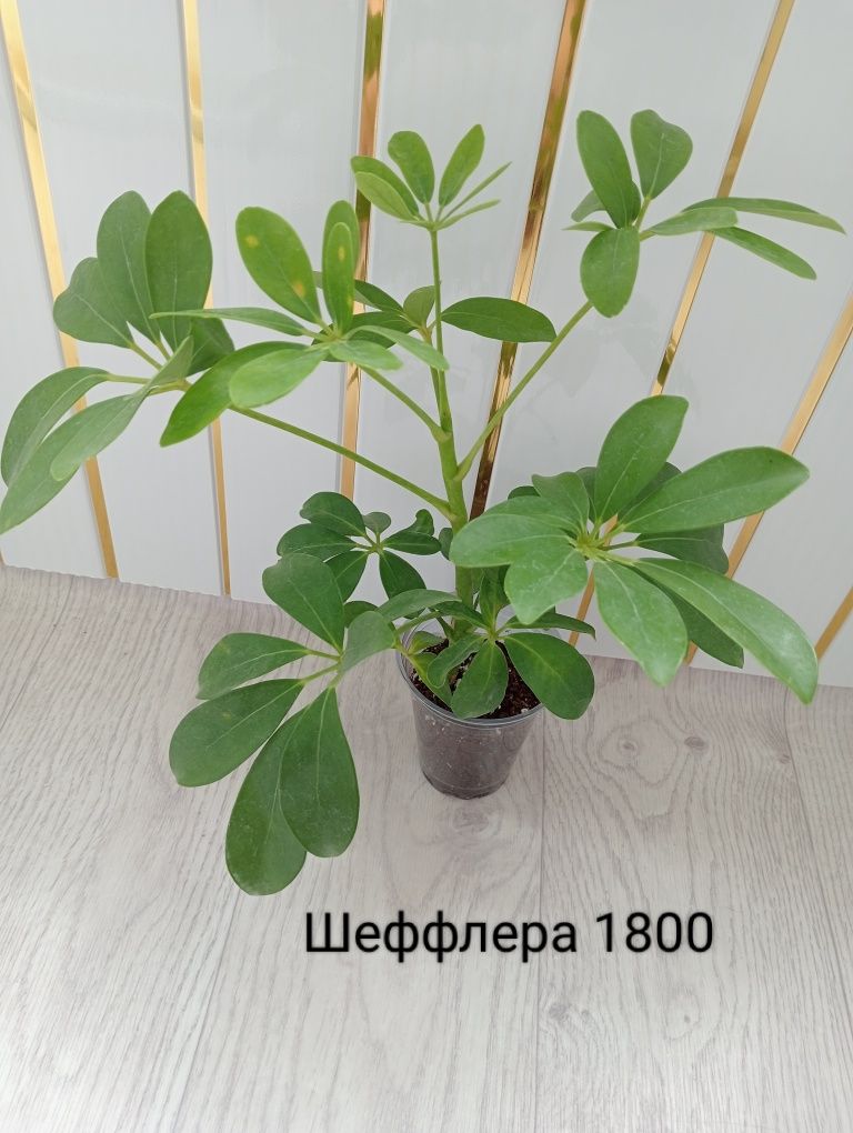 Шеффлера, бегония