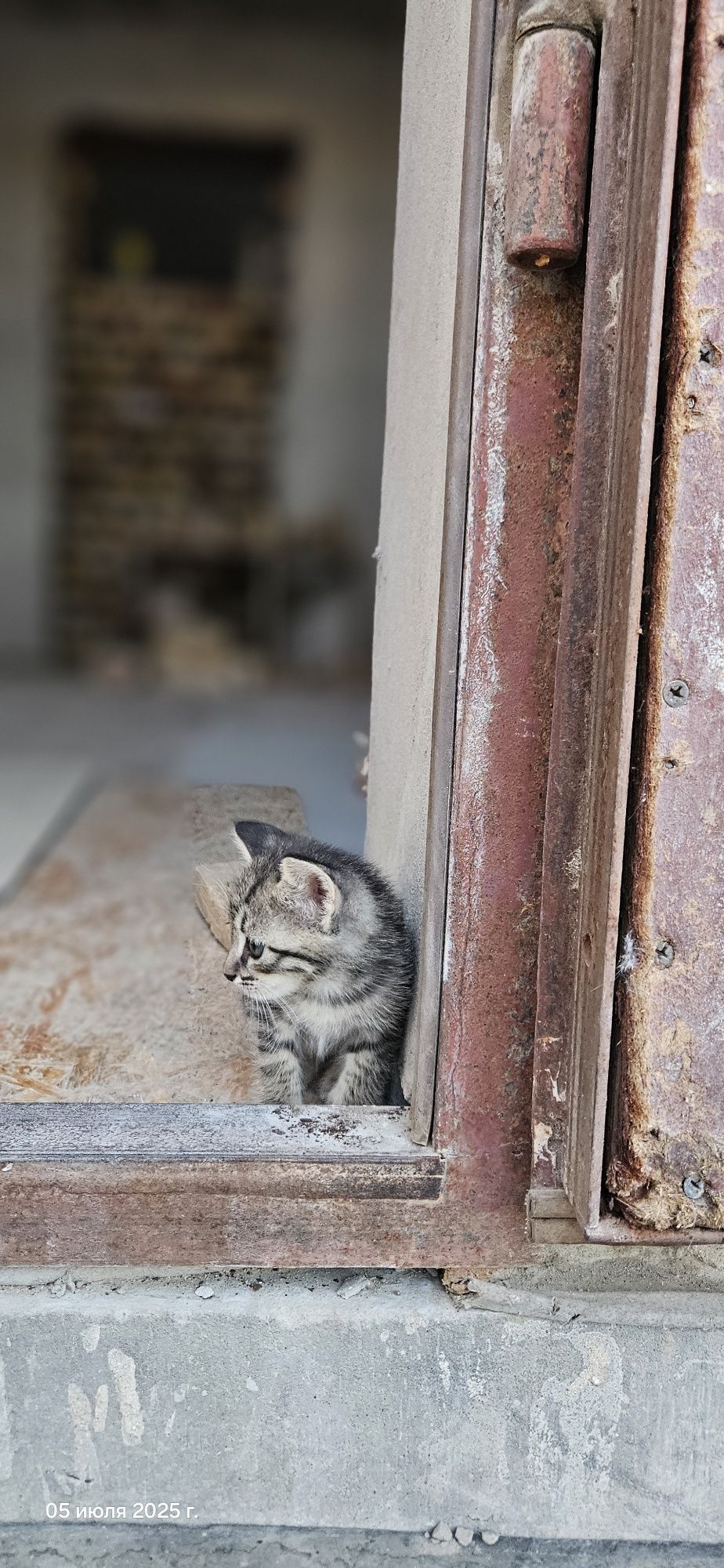 Мысықтар, марғаулар/ Котята, кошки
