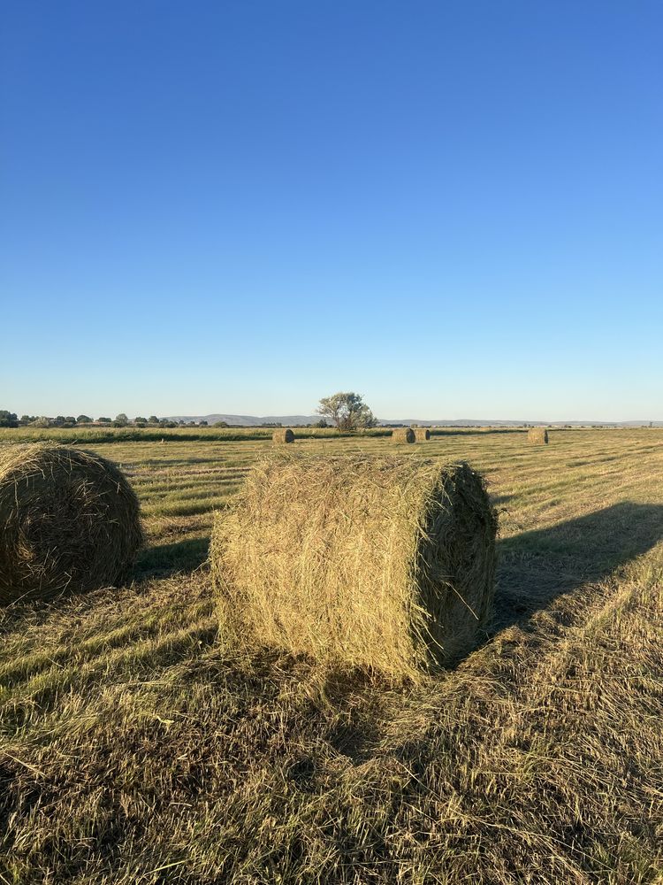 Продам сено луговое