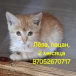 Рыжий красавчик-мальчик в добрые руки