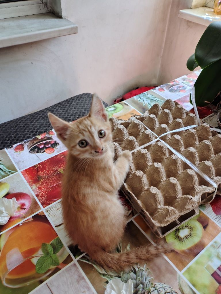 Отдам котенка даром
