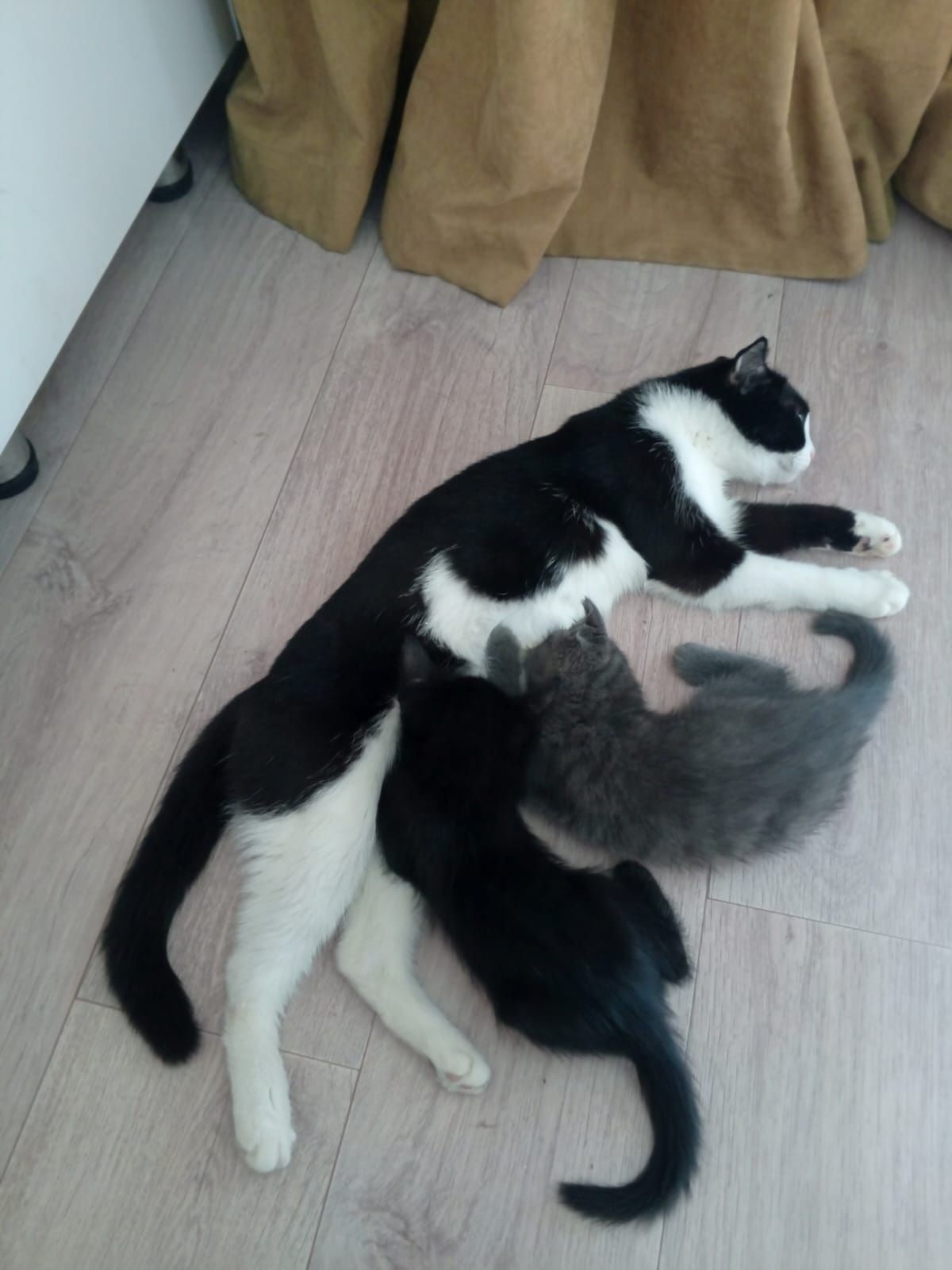 Кошка домашний хороший