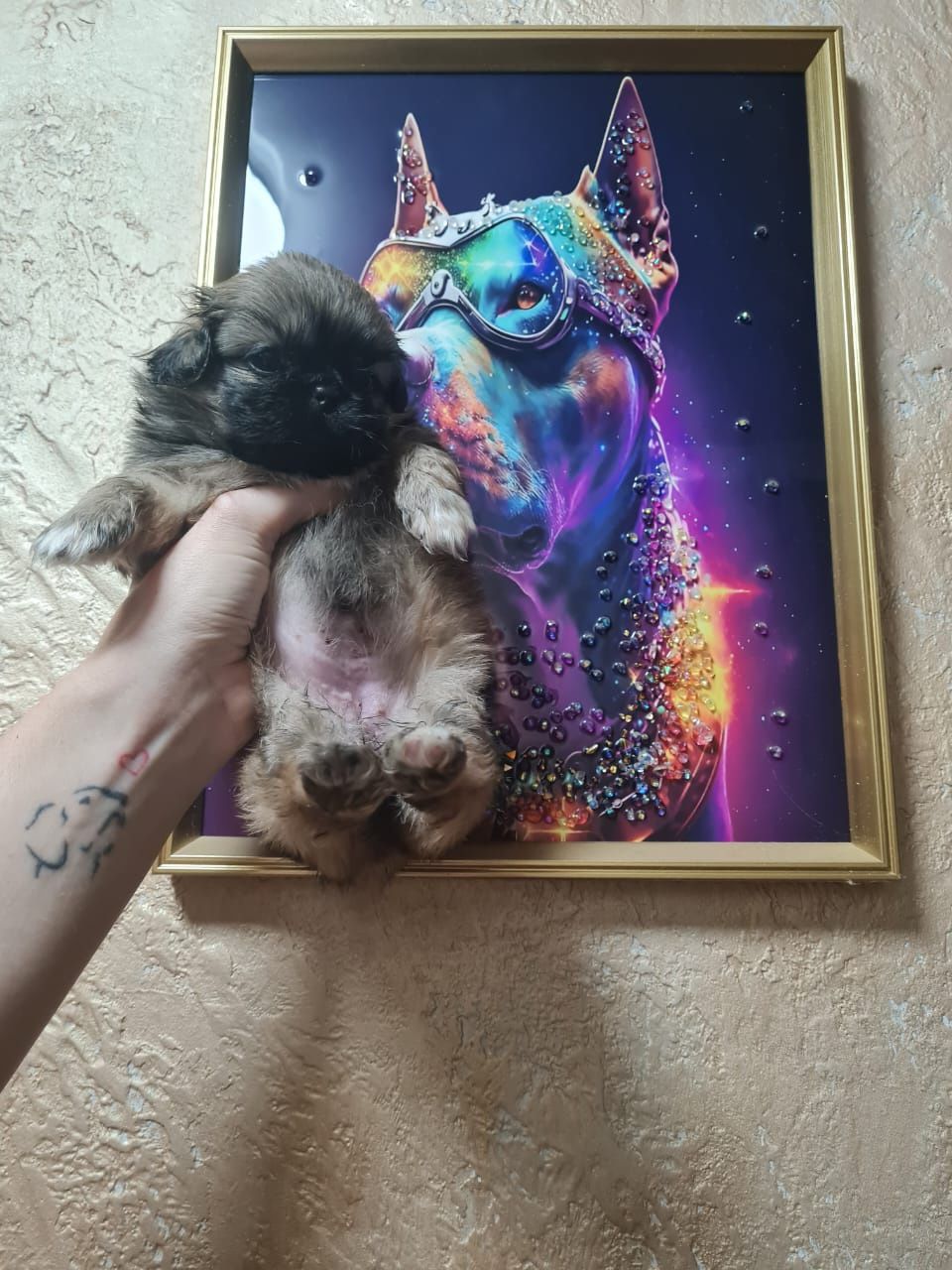 Щеночки пекинеса