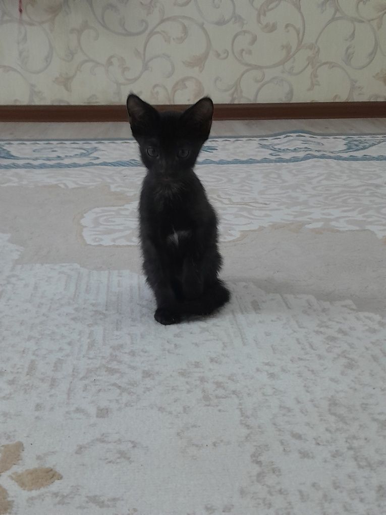 Котята 2  месяца