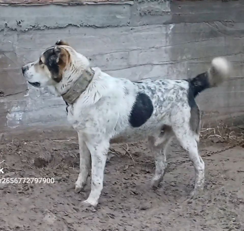 Продаётся щенок САО