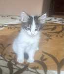 Котёнок ищет хозяина
