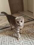 Кошка Шотланский Висолух