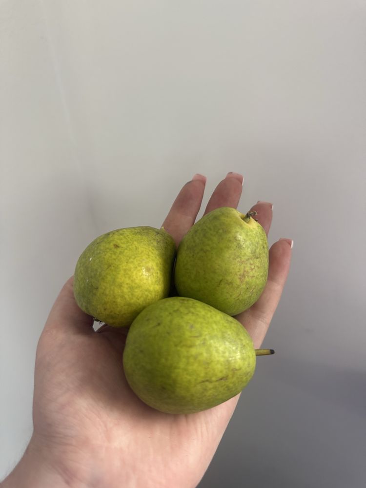 Продам домашние груши