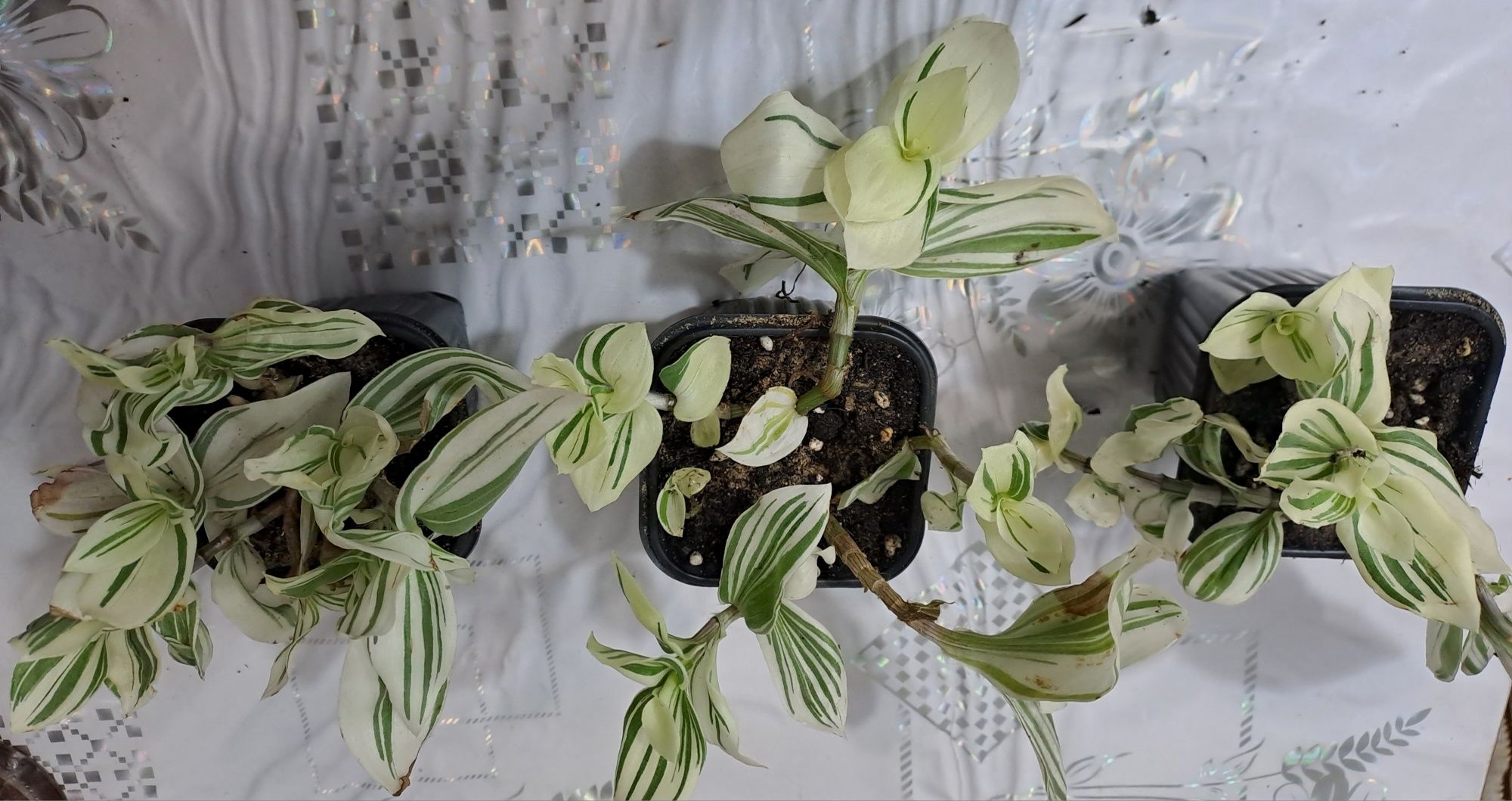 Продам комнатные цветы