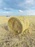 Продам сено в рулонах