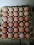 Продам  яйцо  для  инкубации.