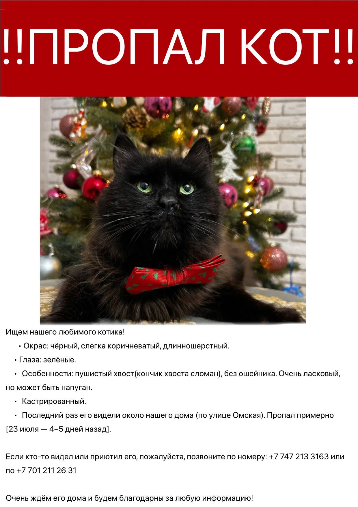 ПРОПАЛ КОТ  в жетысуйском районе